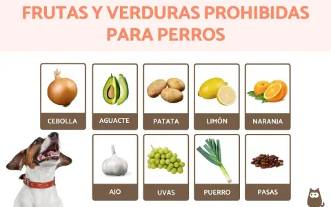 Lista de frutas y verduras prohibidas para perros: cebolla, aguacate, patata, limón, naranja, ajo, uvas, puerro y pasas.
