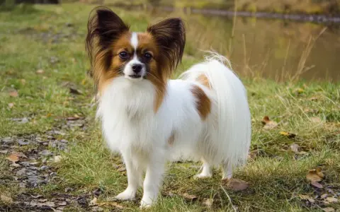 Un adorable papillon perro, con sus orejas grandes y peludas, posa en un prado verde cerca de un estanque.
