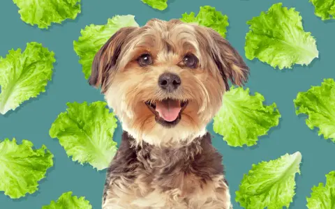Un perro feliz rodeado de hojas de lechuga, demostrando que los perros pueden comer lechuga.