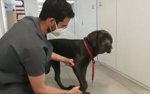 Veterinario examina a un perro grande que cojea de una pata delantera. El perro tiene un collar rojo.