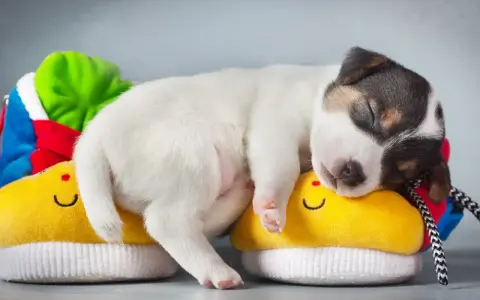 Un tierno cachorro duerme plácidamente sobre unos zapatitos amarillos con caritas sonrientes. Parece que mi perro no quiere comer y solo quiere dormir.