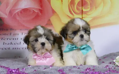 Dos adorables cachorros de perro shih tzu, uno con un lazo rosa y otro con uno turquesa, posan sobre un fondo floral.