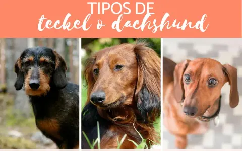 Tres tipos de teckel: pelo duro, pelo largo y pelo corto, cada uno con su encanto único.
