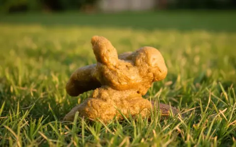 Excremento de perro con diarrea amarilla sobre césped verde.
