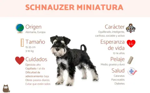 Schnauzer miniatura: carácter equilibrado, inteligente y cariñoso. Un perro activo y sociable.