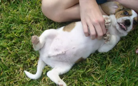 Un cachorro adorable con barriga hinchada juega en la hierba.