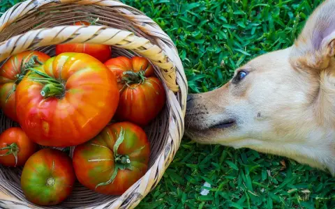 Un perro curioso olfatea una cesta llena de tomates rojos y verdes. ¿Sabías que los perros pueden comer tomate?