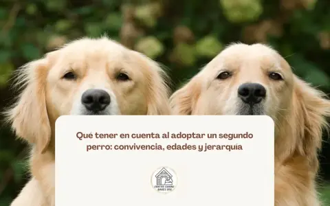 Dos perros dorados observan atentamente. El texto sugiere cómo presentar un cachorro a un perro adulto, considerando la convivencia.