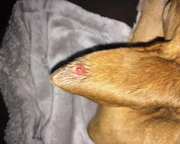 Primer plano de una oreja de perro con granos, mostrando una lesión roja e inflamada.