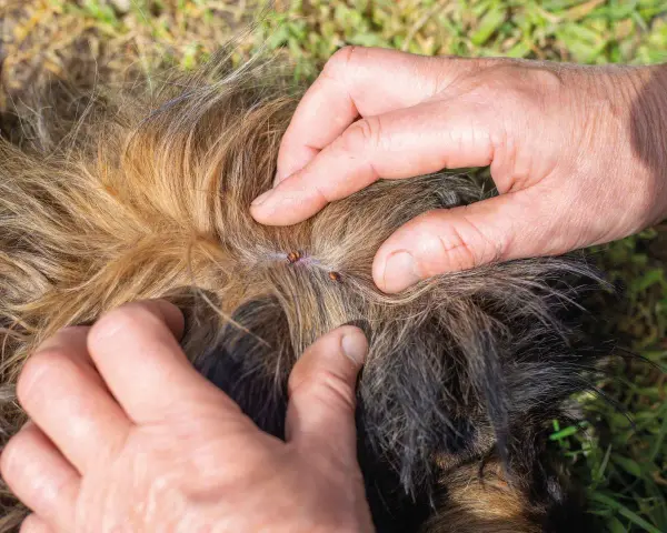Manos separan el pelaje de un perro para mostrar garrapatas, buscando remedios caseros para pulgas en perros.