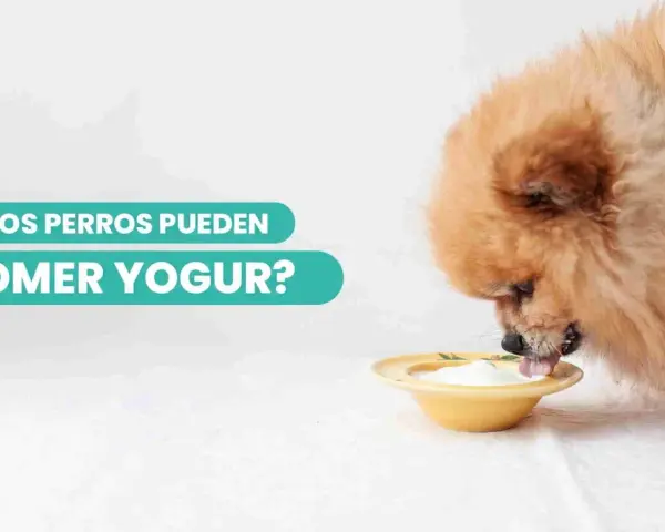 Un perro peludo disfruta de un tazón de yogur. ¿Los perros pueden comer yogur?