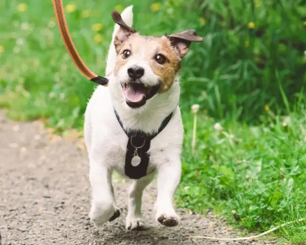 ¡Mi perro se vuelve loco cuando lo saco a pasear! Corre feliz por el sendero, con la lengua fuera y las orejas al viento.