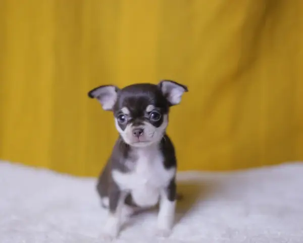 Un adorable cachorro de chihuahua, con su pelaje oscuro y blanco, mira atentamente. Existen varios chihuahua tipos, y este es uno de los más pequeños.