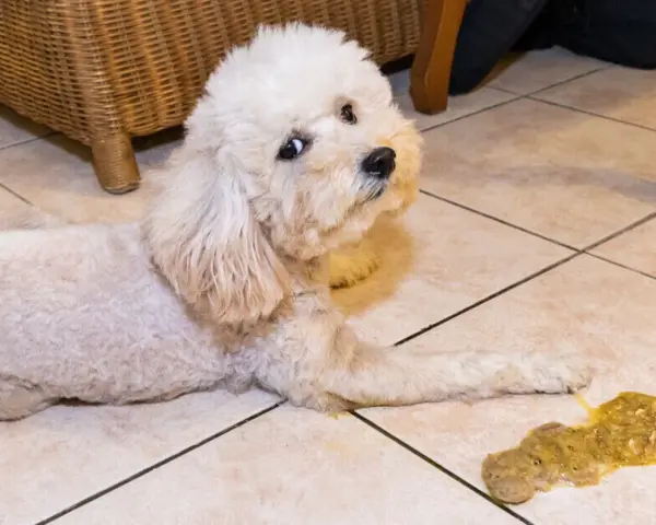 Un perro blanco mira con preocupación al lado de un vómito amarillo en el suelo.