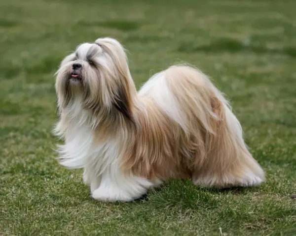 Un elegante lhasa apso con pelaje largo y sedoso, de pie sobre el césped verde, con la lengua ligeramente afuera.
