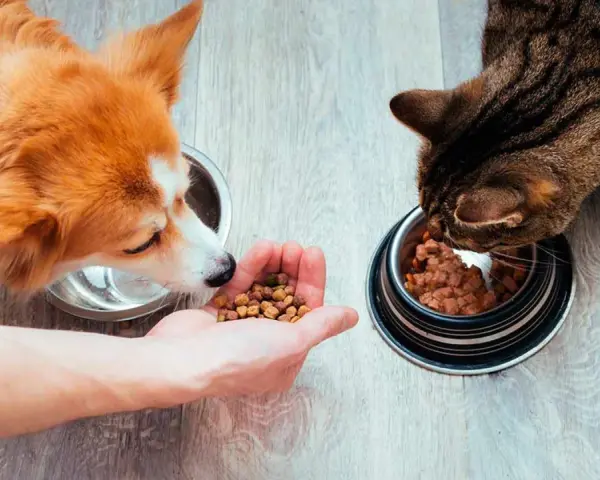 Un perro y un gato comen de sus respectivos cuencos. El perro, de pelaje naranja y blanco, olisquea la mano de una persona que le ofrece comida. El gato, atigrado, se concentra en su cuenco.