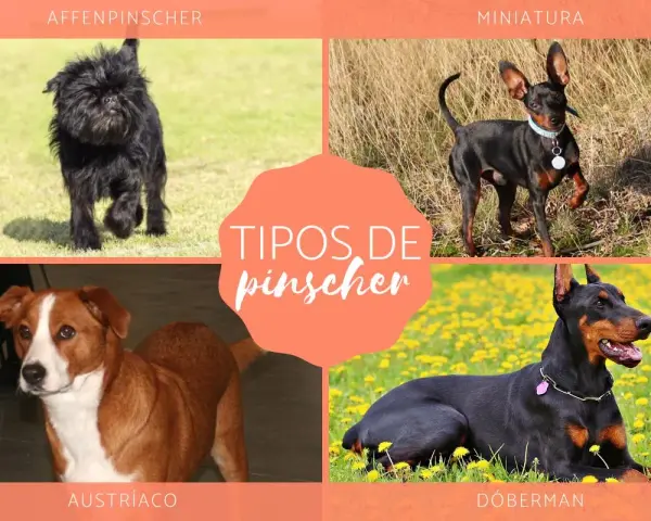 Cuatro tipos de pinscher miniatura: Affenpinscher, Pinscher Miniatura, Austríaco y Dóberman.