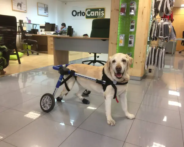Labrador con carrito ortopédico, parece que mi perro se cae de repente, pero está bien.