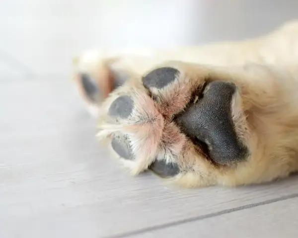 Almohadillas de perro con pelaje claro y almohadillas negras. Busca remedios caseros para hidratar las almohadillas de los perros.