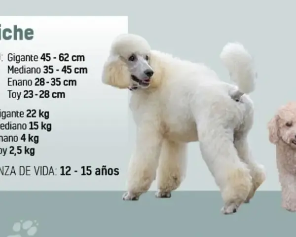 Dos perros caniche, uno grande y blanco, y otro pequeño y beige, posan junto a información sobre su tamaño, peso y esperanza de vida.