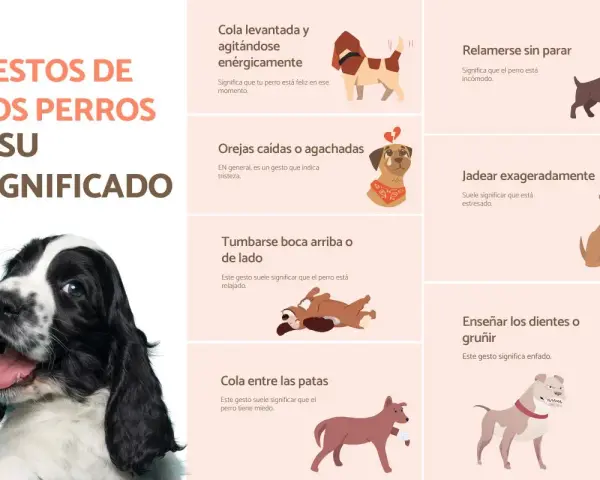 Descubre los 50 gestos de los perros y su significado. Aprende a interpretar el lenguaje corporal canino, desde la cola levantada hasta las orejas caídas.