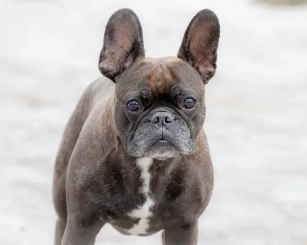 Un adorable bulldog francés con orejas grandes y expresivas mira fijamente.