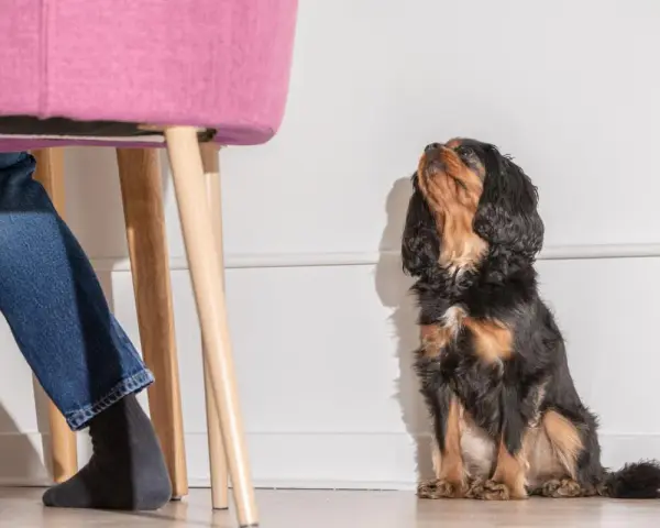 Un perro Cavalier King Charles Spaniel mira hacia arriba, esperando. Mi perro me sigue a todos lados, incluso cuando me siento en una silla rosa.