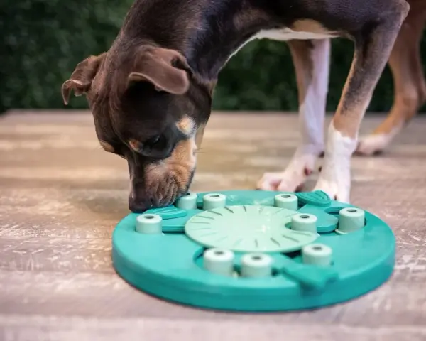 Perro concentrado olfateando un juguete interactivo, ideal para juegos de olfato para perros.