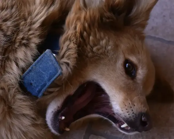 Un perro marrón con collar azul bosteza, mostrando sus dientes. Vivir con un perro reactivo a veces es así de intenso.