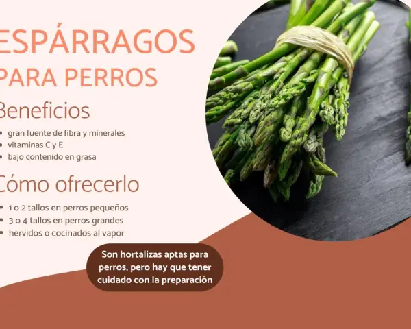 Los perros pueden comer espárragos. La imagen muestra espárragos frescos, indicando sus beneficios y cómo ofrecérselos a tu mascota.