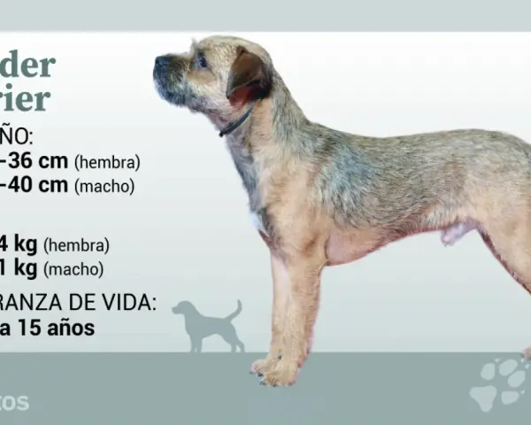 Un border terrier de pie, con información sobre su tamaño, peso y esperanza de vida.