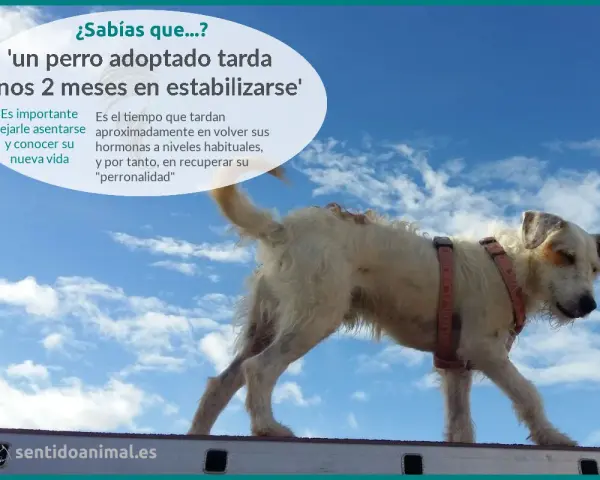 Un perro adoptado necesita tiempo para adaptarse. Paciencia y amor son clave para su recuperación.