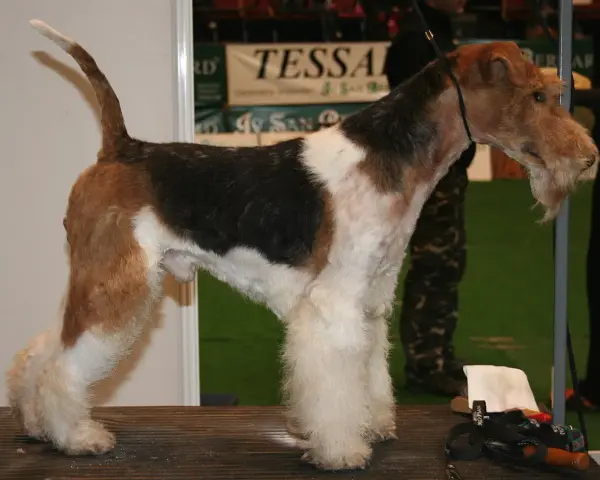 Fox terrier tricolor, con barba y patas peludas, posa en una mesa de exposición.