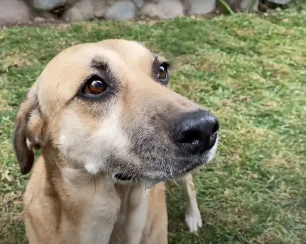 Perro con mirada curiosa en el jardín. ¿Cuánto tarda un perro en adaptarse a un nuevo dueño?