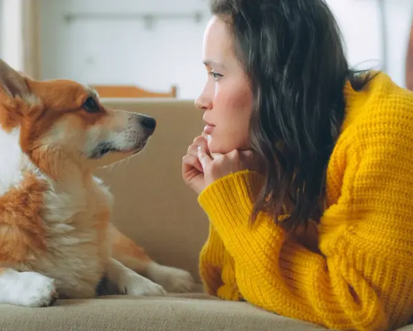 Un perro corgi mira fijamente a su dueña, con una expresión que parece de perro celoso de mi pareja.
