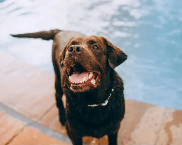 Perro marrón feliz junto a la piscina, jadeando. Una forma divertida de cómo cansar mentalmente a un perro es con juegos acuáticos.