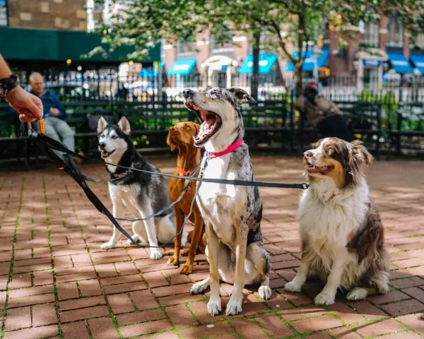 Cuatro perros sentados en fila, esperando pacientemente. Un perro obediente, un husky, un vizsla y un pastor australiano.