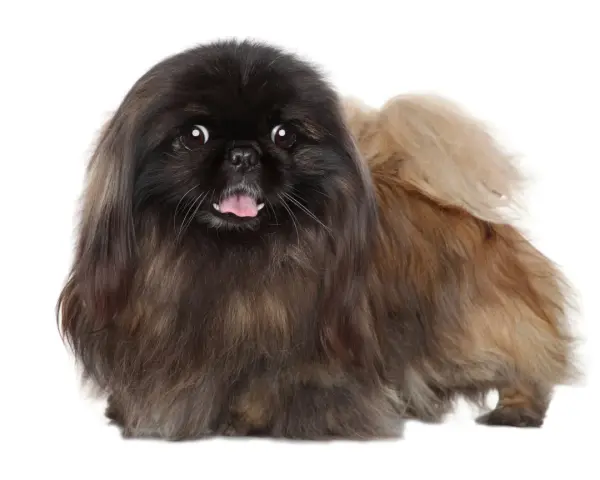 Un adorable perro pekinés con pelaje largo y oscuro, con la lengua fuera y ojos curiosos, posa sobre fondo blanco.