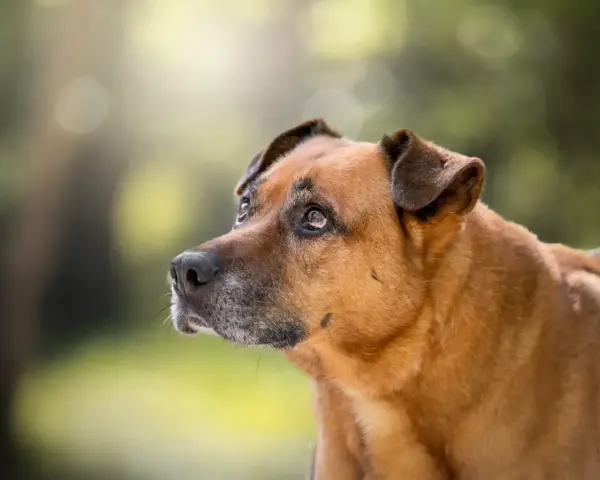 Perro mestizo de pelaje marrón y ojos tristes, parece que mi perro no quiere salir de casa hoy.