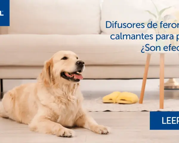 Golden retriever tranquilo en casa. Difusores de feromonas para perros calman la ansiedad.