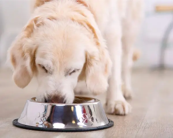 Perro golden retriever comiendo de un cuenco, ideal para una dieta casera para perros con diabetes.
