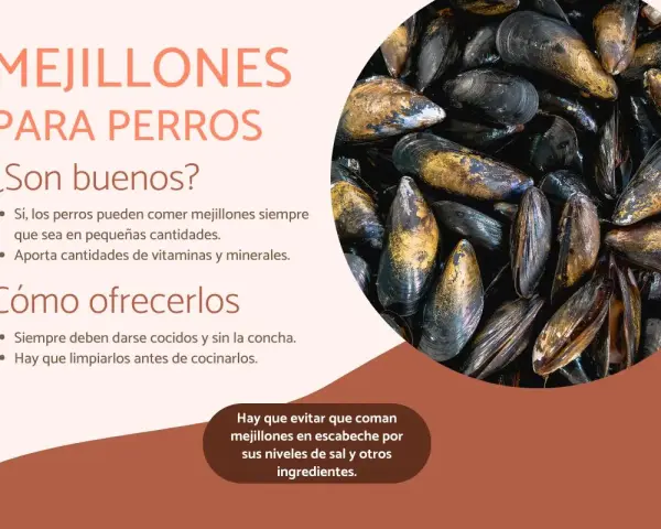Los perros pueden comer mejillones cocidos y sin concha. Son una fuente de vitaminas y minerales. Evita los mejillones en escabeche.