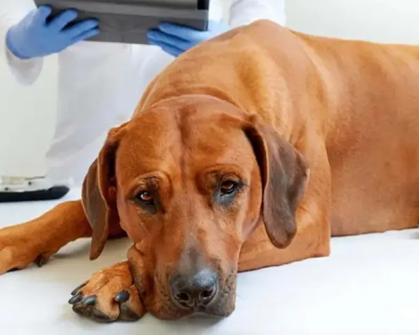Un perro grande y marrón yace en una camilla veterinaria, con la cabeza apoyada en sus patas. Un veterinario con guantes azules revisa un portapapeles. La imagen evoca la tristeza de cómo muere un perro con insuficiencia renal.