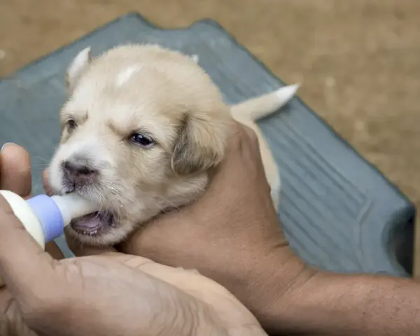 Un tierno cachorro recibe su biberón, un momento clave en la alimentación cachorros.