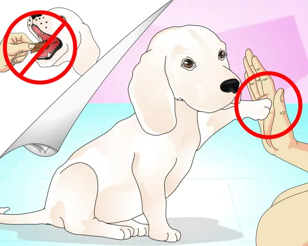 Un perro blanco da la pata a una mano. Aprende como enseñar trucos a un perro sin usar golosinas.