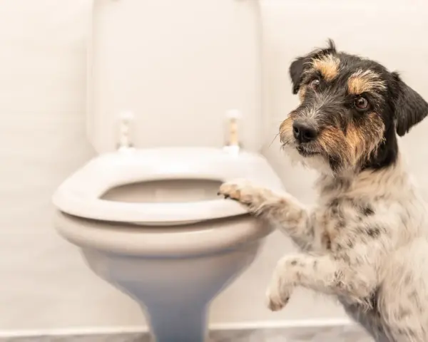 Un perro juguetón se apoya en el inodoro, ¿será que quiere saber porque mi perro me sigue al baño?