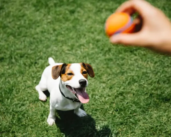 Un perro Jack Russell mira atentamente una pelota naranja que una mano está a punto de lanzar. ¡Perfecto para empezar a enseñar a un perro a traer la pelota!