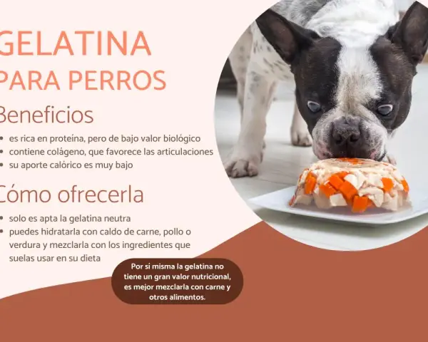 Un bulldog francés mira con curiosidad una gelatina con trozos de pollo y zanahoria. Los perros pueden comer gelatina, es buena para sus articulaciones.