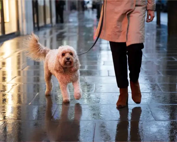 Perro peludo camina mojado en la calle, parece que mi perro no quiere salir a la calle hoy.