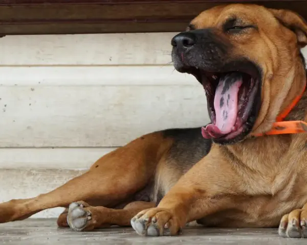 Mi perro bosteza cuando lo acaricio, mostrando su gran boca y lengua rosada.